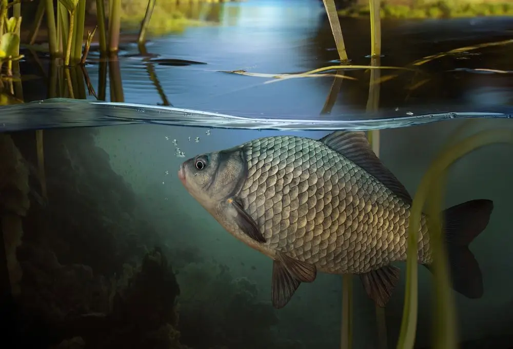 На Київщині з 1 квітня розпочинається весняно-літня нерестова заборона на вилов риби