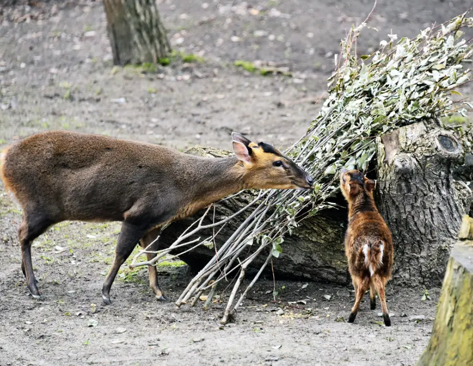 Зоопарк Києва витратить 15 млн гривень на сіно і гілковий корм