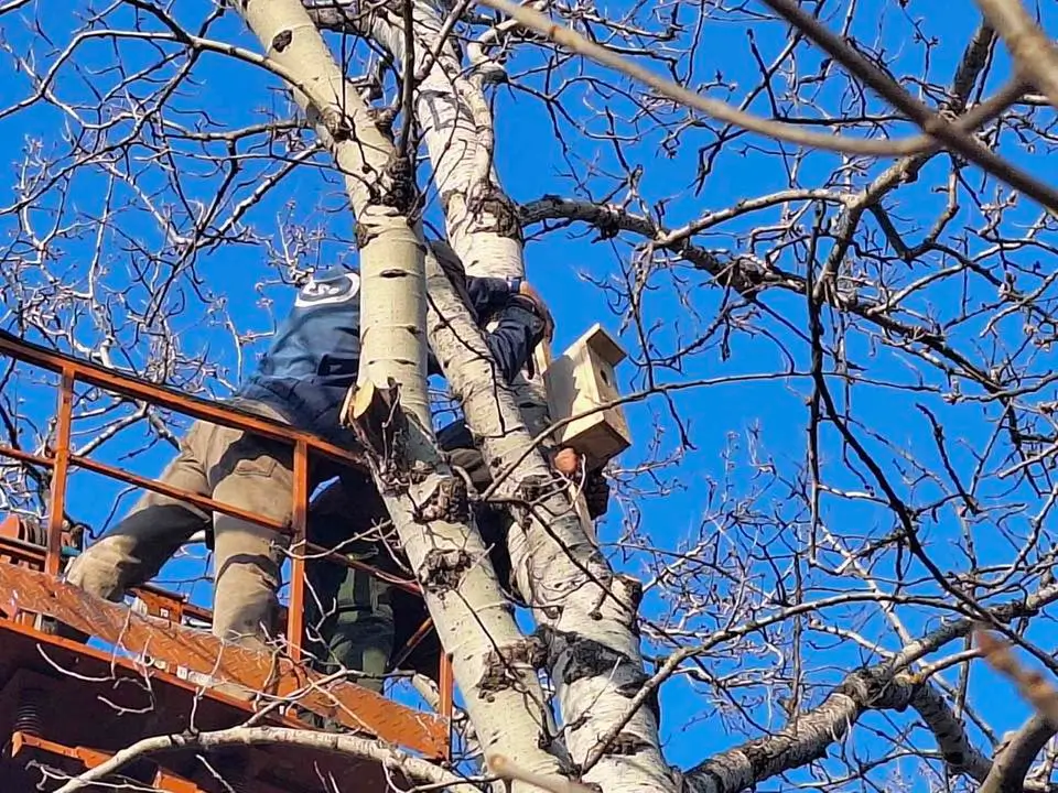 Парки та сквери Києва поповнились 60-ма будиночками для птахів (фото)