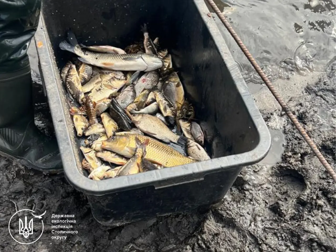 Під Володаркою зупинили вилов карася і окуня