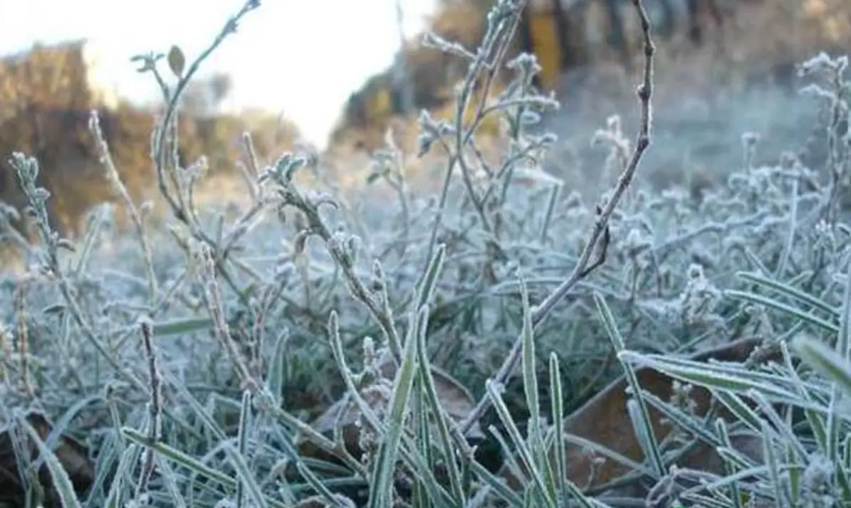 У ніч на 24 квітня на Київ і область знову прийдуть заморозки