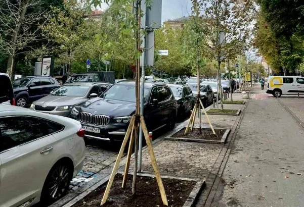 На вулиці Прорізній висадили нові дерева замість пошкоджених платанів